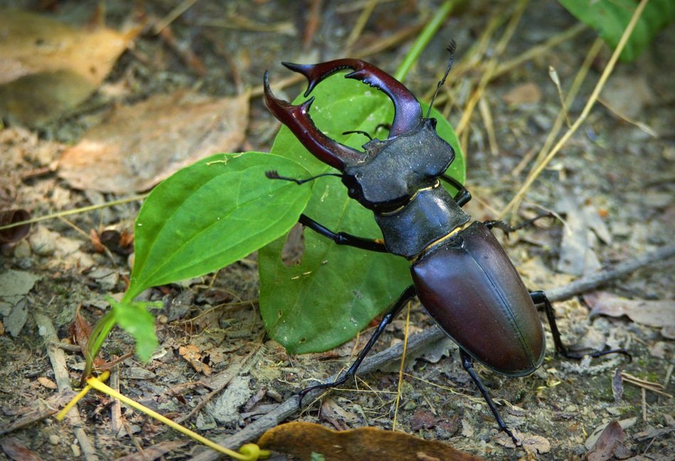 lucanus cervus it's a big bug