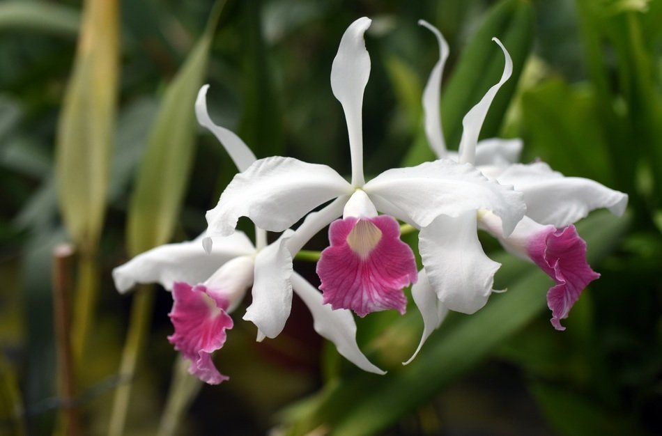 macro photo of White and Pink laelia purpurata orchids