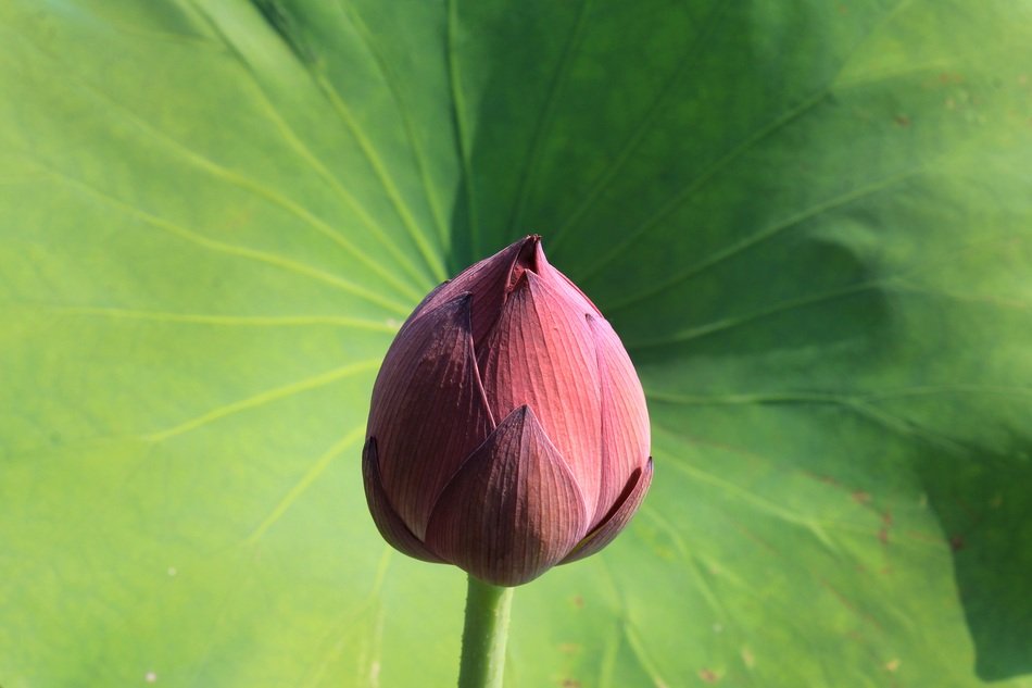 lotus bud in sunshine