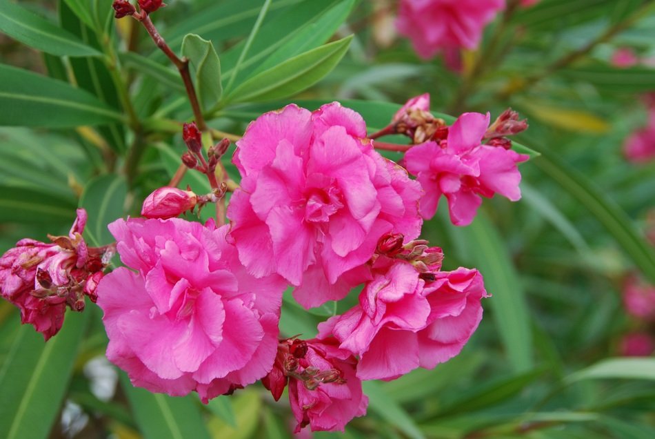 closeup picture of the pink flowers