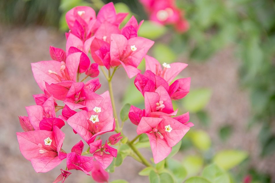 closeup picture of crimson pink flowers