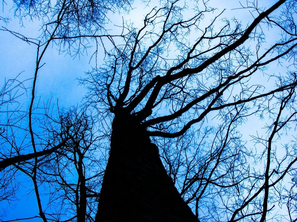 Silhouette of the tree in winter