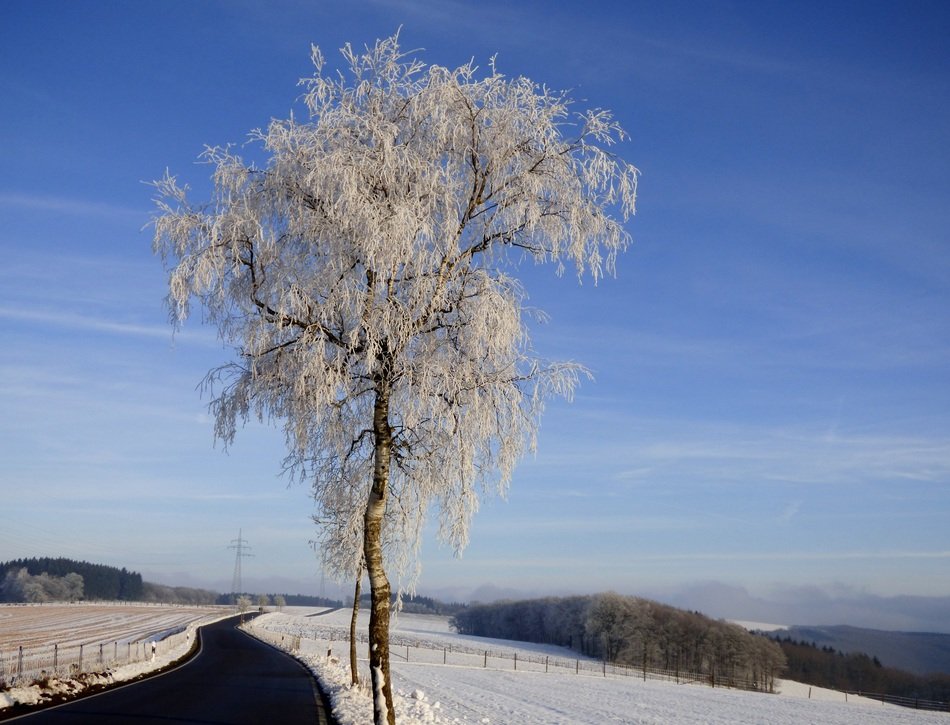 delightful freezing tree
