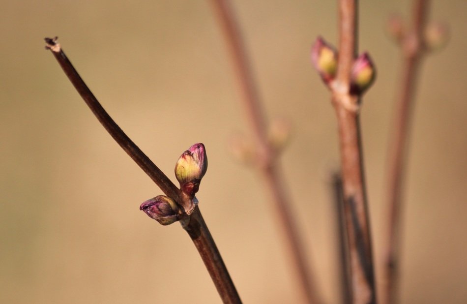 closeup photo of awakening plants in spring
