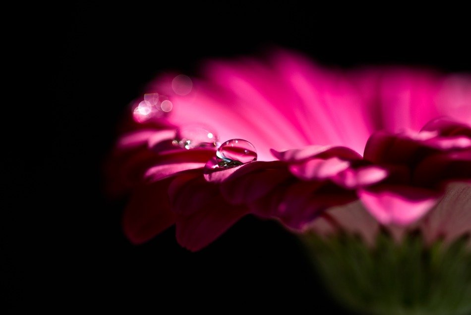 macro photography of gerbera blossom on blurred background
