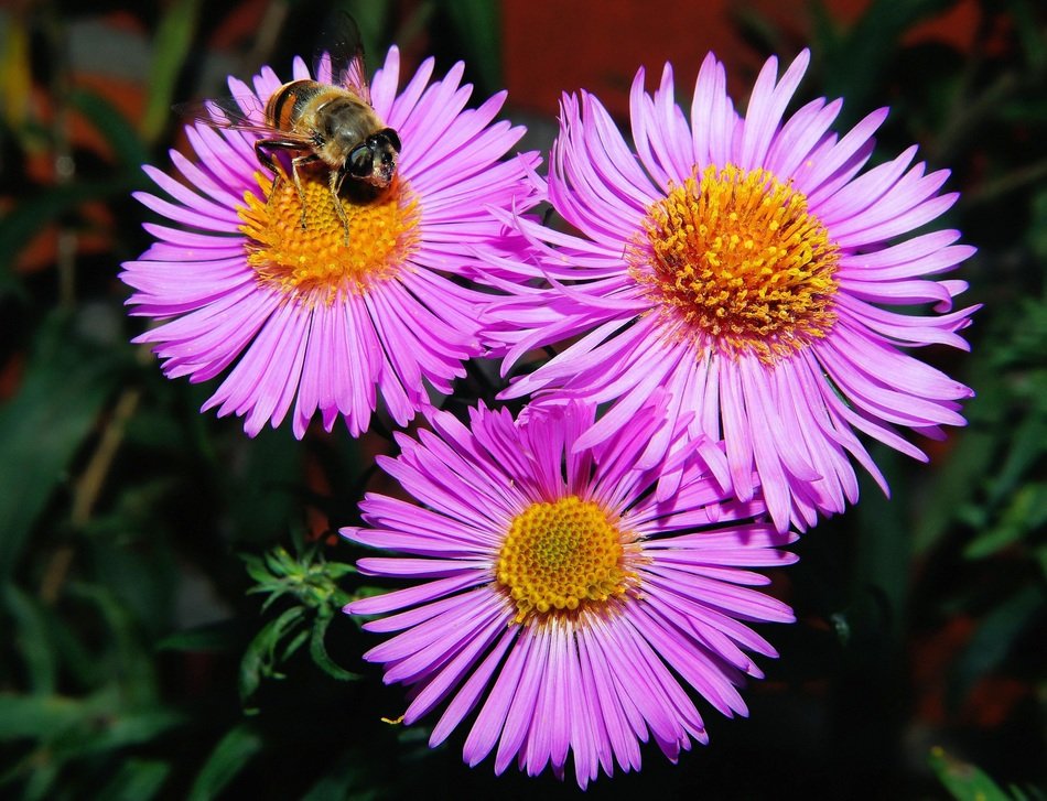 Black and yellow insect on the beautiful yellow and purple flowers