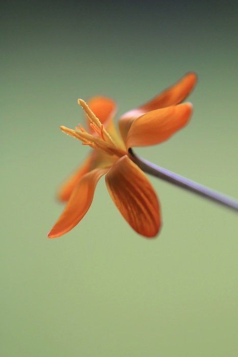 macro photography of orange flower