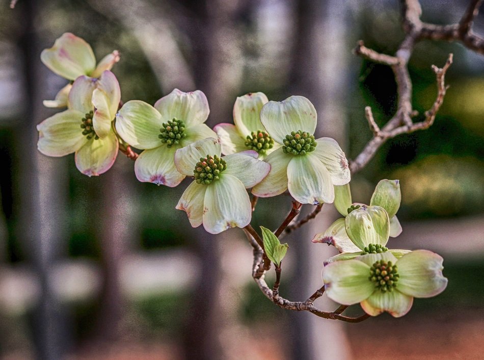 Close-up of the beautiful white and green cornus florida flowers