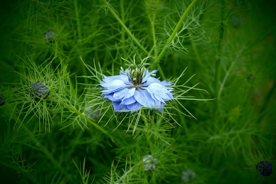 closeup of blue flower