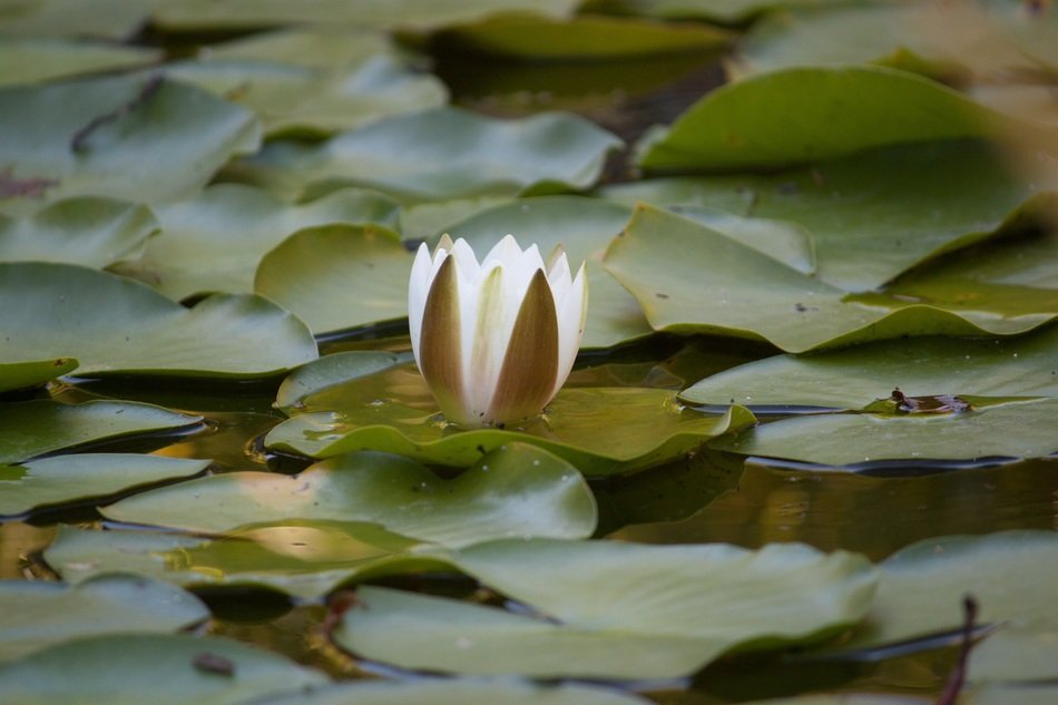 beautiful lily in the middle of the pond