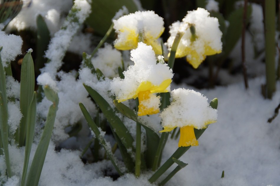 snowy yellow daffodils