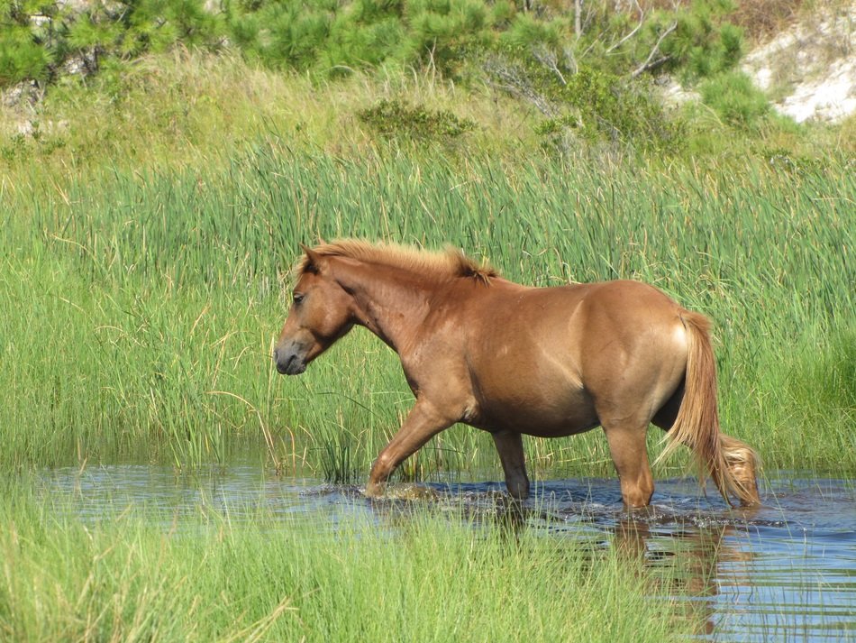 Wild horse in the water among the green grass