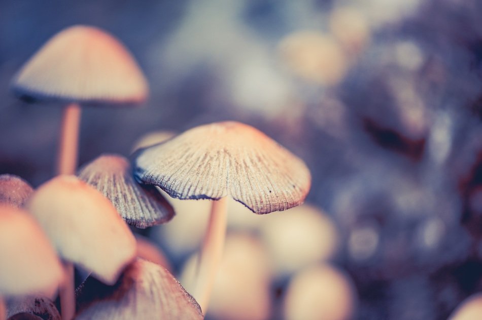 Forest mushrooms on the forest floor