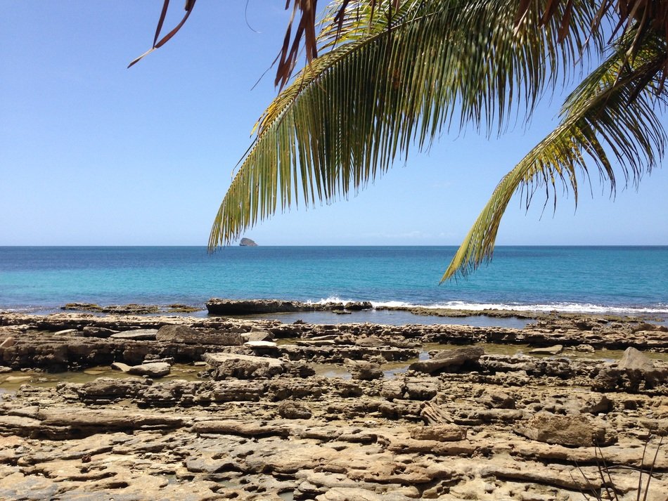 palm tree with green leaves on a sandy beach at blue sky background