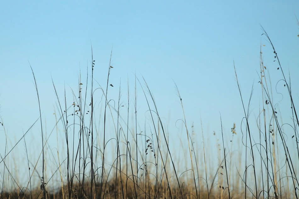 sea oats on the shore of the reservoir in the reserve