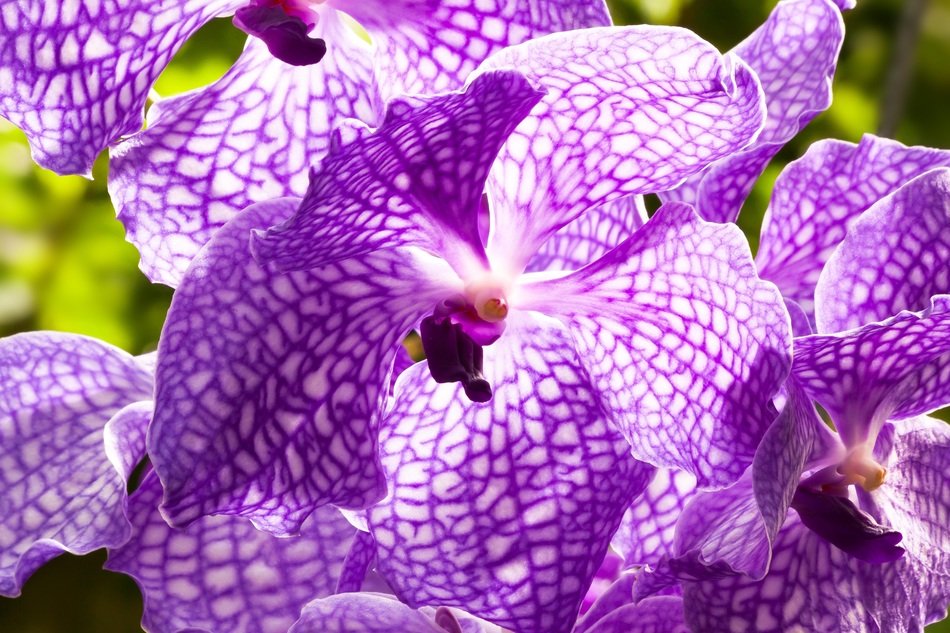 purple orchid in the sun