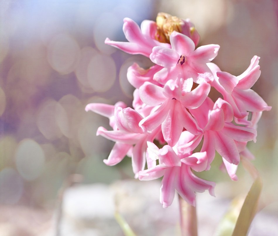 pink hyacinth in the bright sun close up