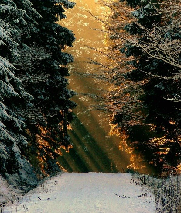 golden sun in the winter forest