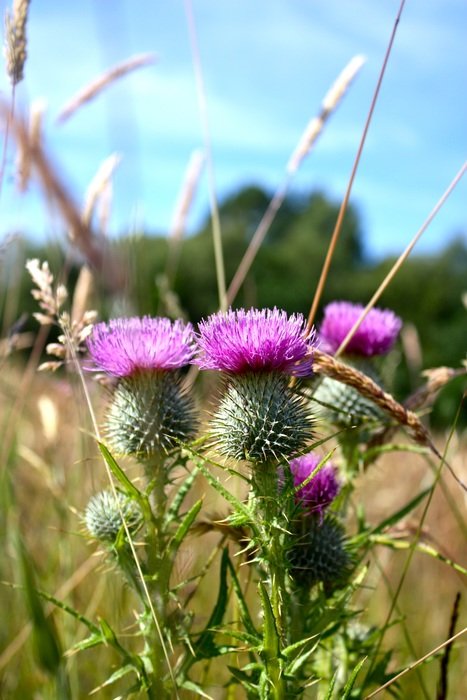 purple thorn in Scotland