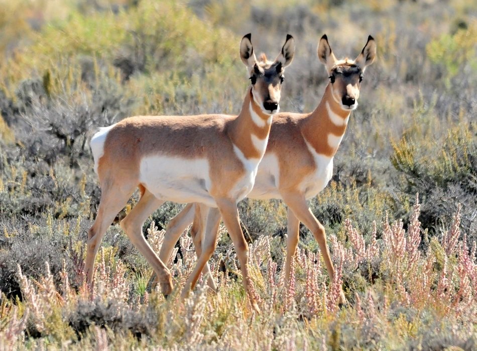 photo of Two pronghorns in wildlife
