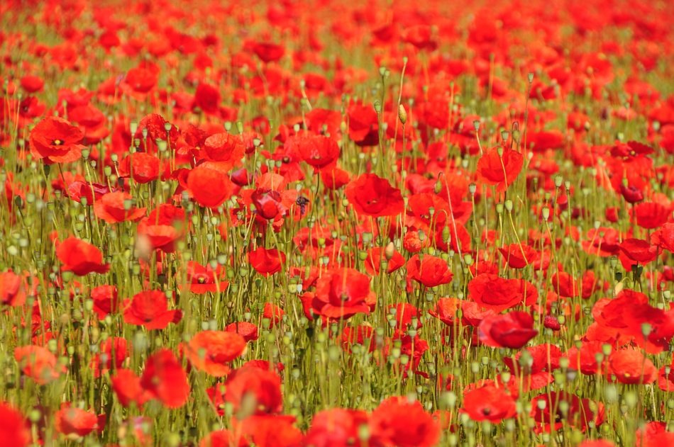 poppy summer flowers nature