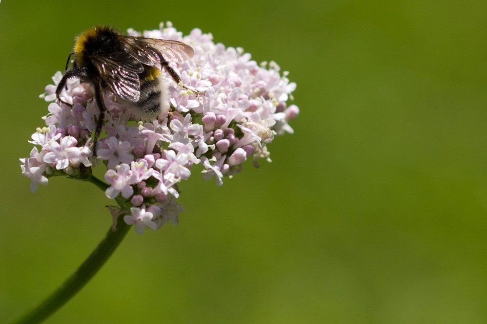 Close-up of the bee on the beautiful, pink and white flowers at blurred background with grass