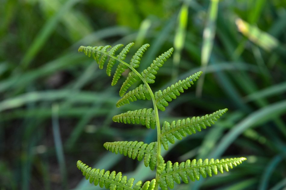 young green fern