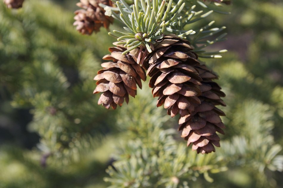 Pinecones on the pine tree