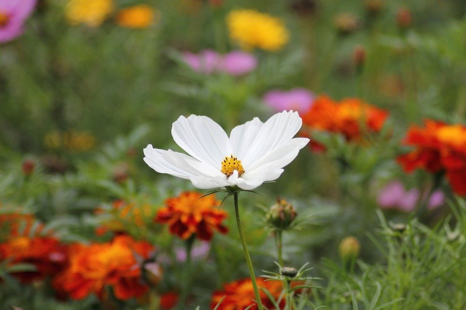 Sea of flowers on the field