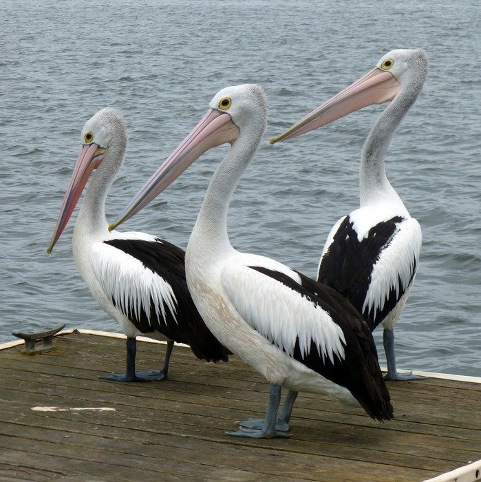 three large pelicans near the sea