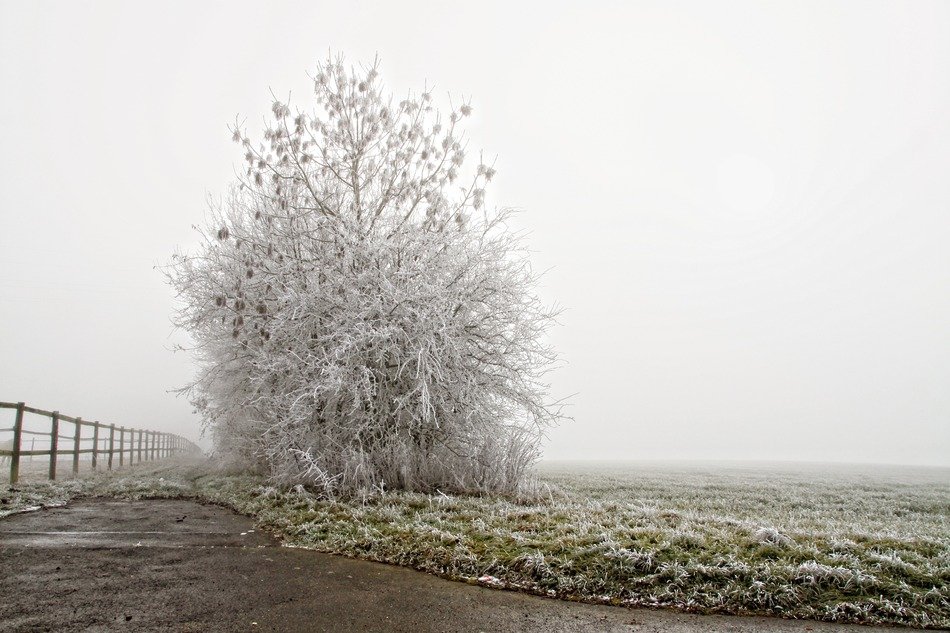 Landscape of the frozen tree on a meadow