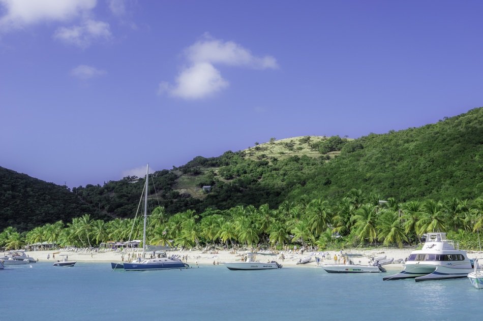 Sailing yachts near the beautiful coast with plants