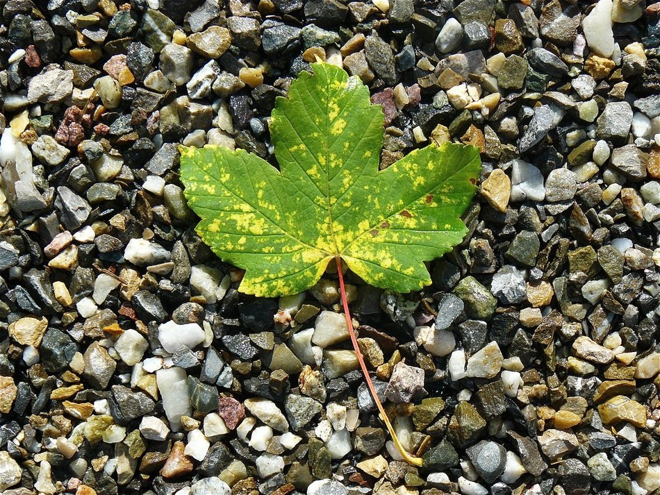autumn maple leaf on stones closeup
