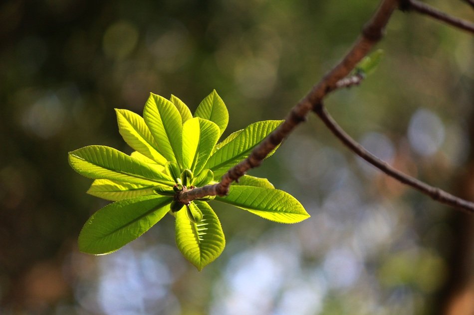 bud of leaves on a tree in Vietnam