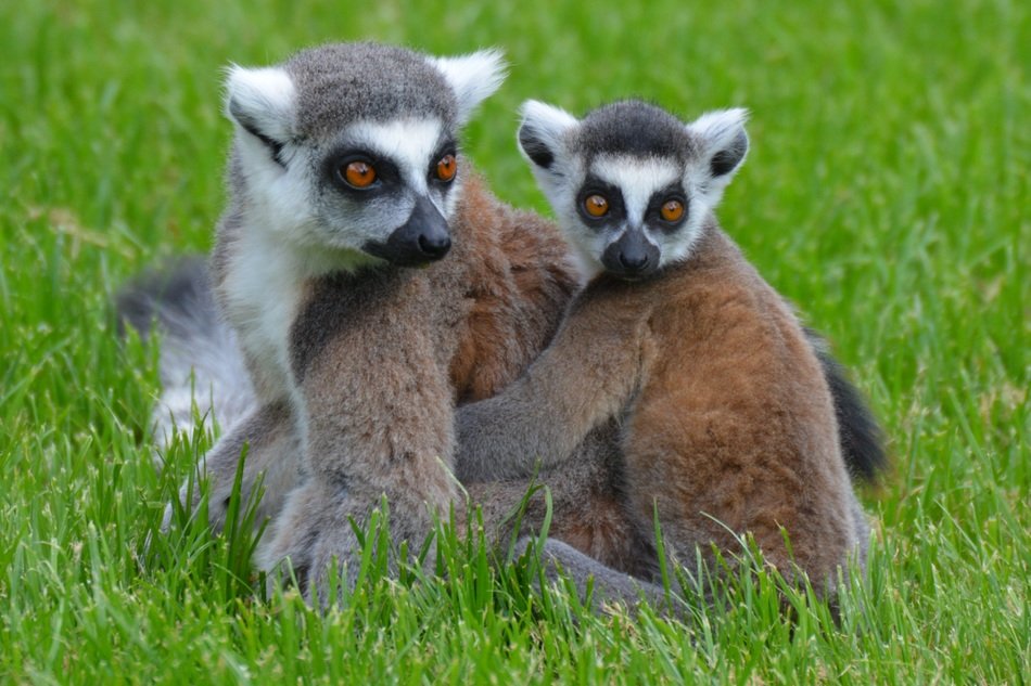 lemur family