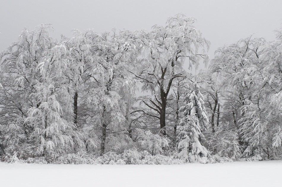 wintry snowy forest