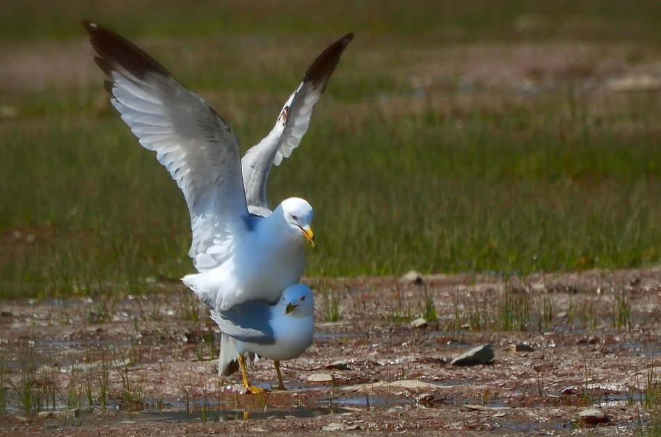 hitch seagulls on the beach