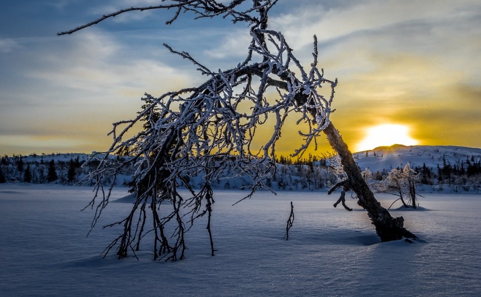 frosted tree on snowy field, norway