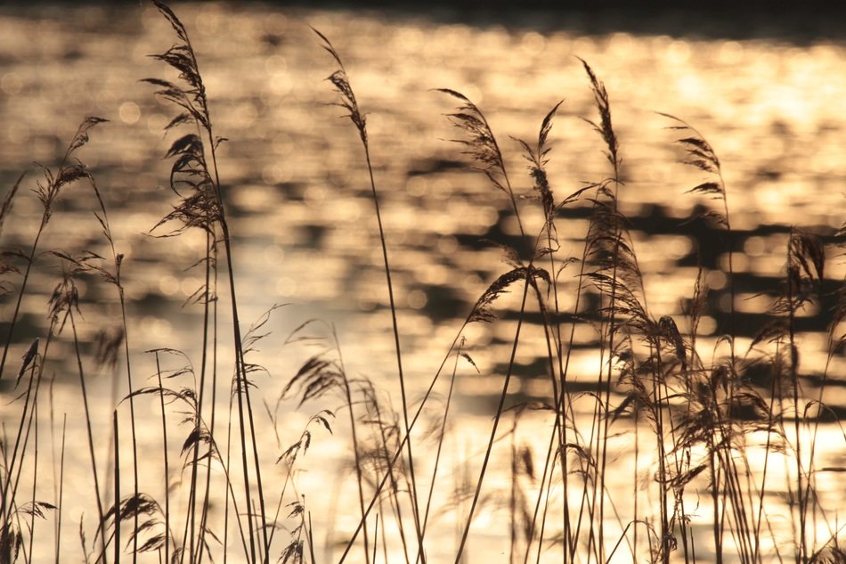 grass near the water