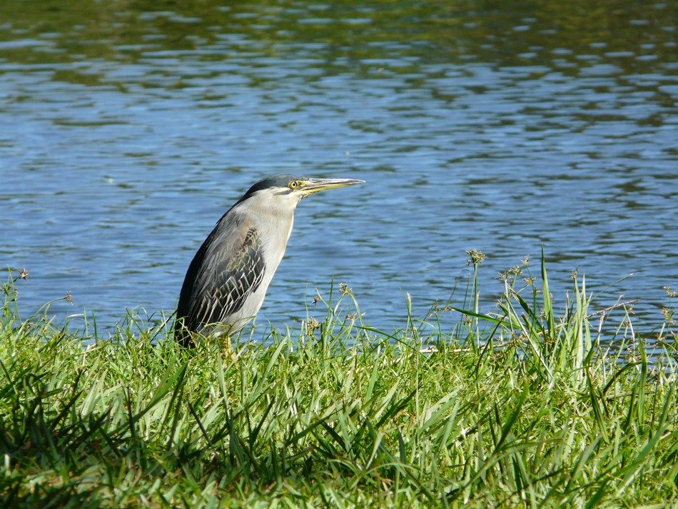 Heron on the grass on the waterfront