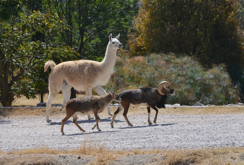 rams and llamas in the wild in Africa