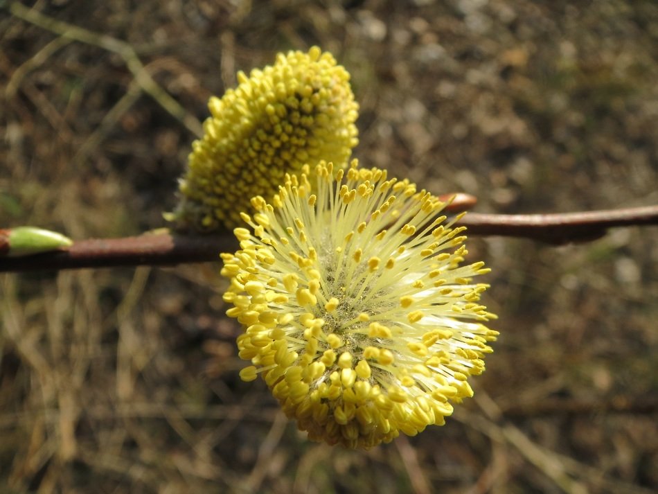 yellow salix caprea plant in nature