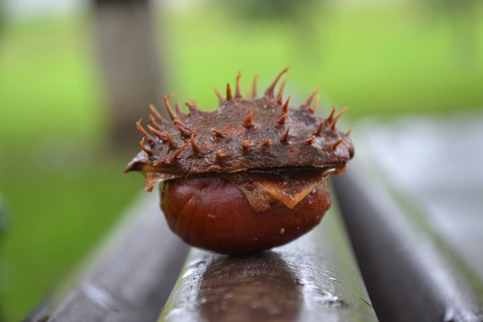 chestnut in macro