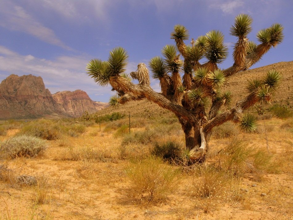 green joshua tree in desert