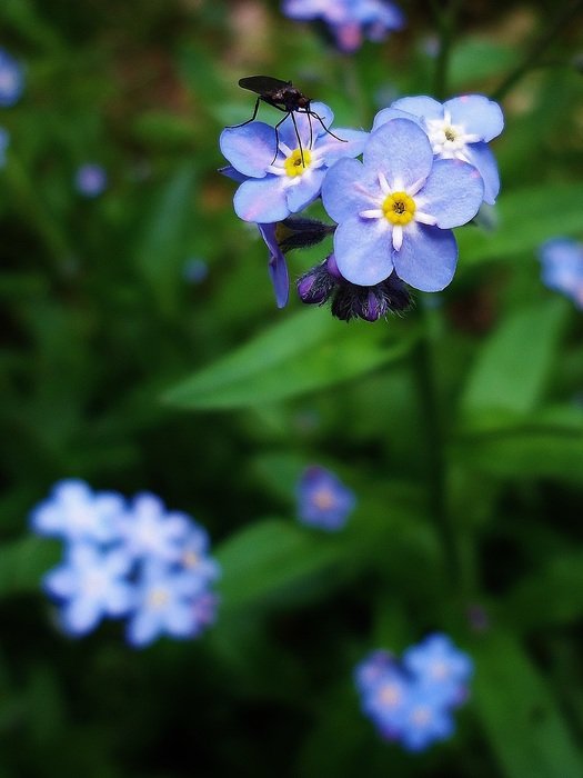 flower flowers insect blue violet
