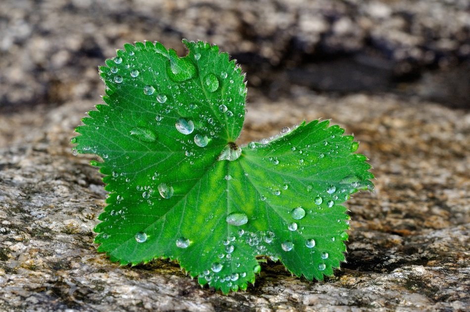 delightful natural wet leaf