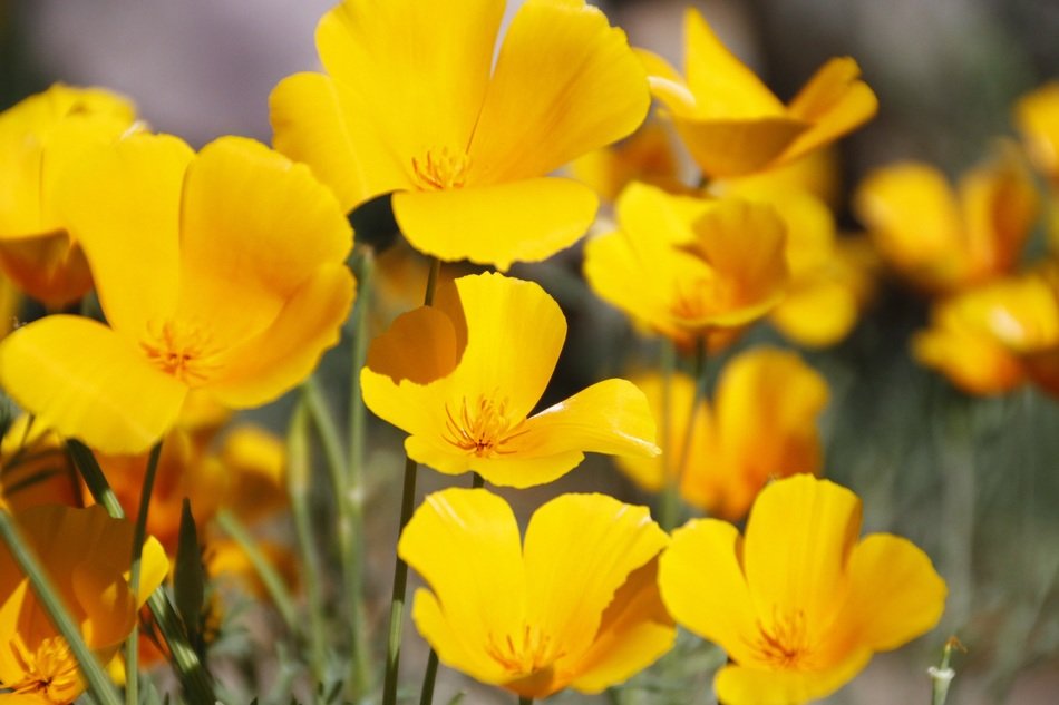 yellow poppies, wildflowers close up