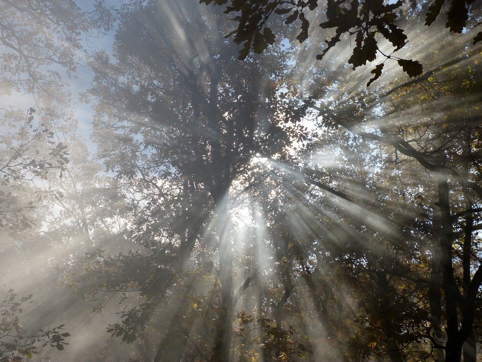 foliage sun mist against day