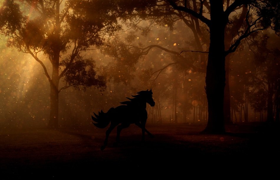 Silhouette of the horse in the forest in colorful light