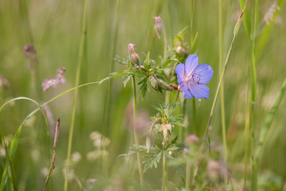 blue flowers in the meadow closeup